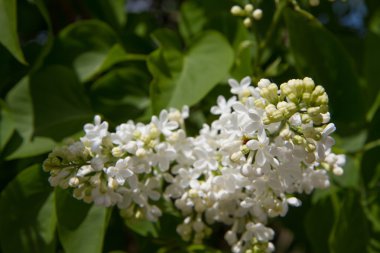 Çiçek açan beyaz leylak