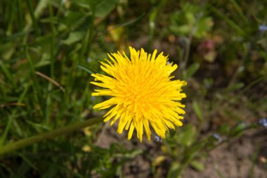 karahindiba çiçek çiçeklenme