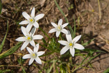 bethlehem yıldızı