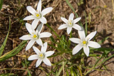 bethlehem yıldızı