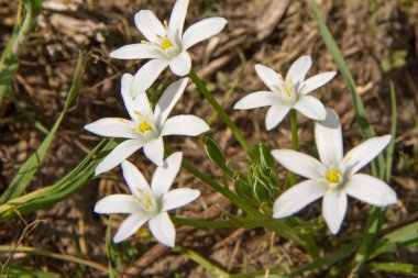 bethlehem yıldızı