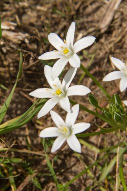 bethlehem yıldızı