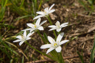 bethlehem yıldızı