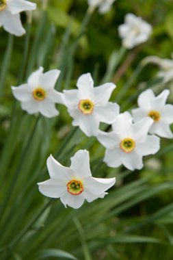 Nergis çiçek çiçeklenme