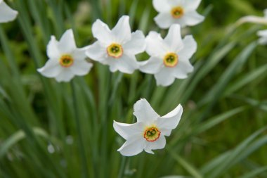 Nergis çiçek çiçeklenme