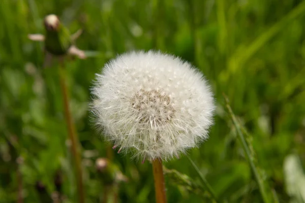 Bola soplada del diente de león —  Fotos de Stock