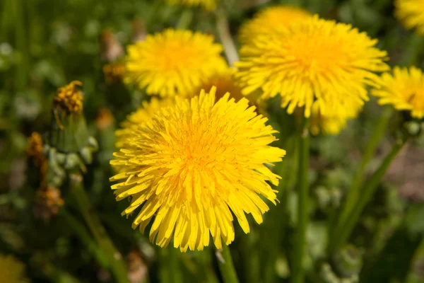 Dandelion flowers blooming — Stock Photo, Image