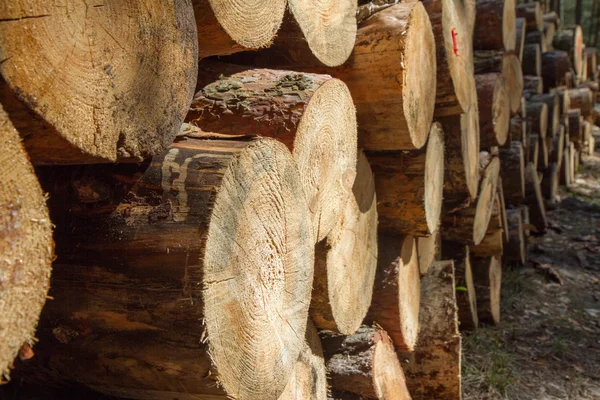 Cortar tronco de árbol — Foto de Stock