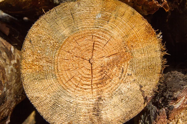 Cortar tronco de árbol — Foto de Stock