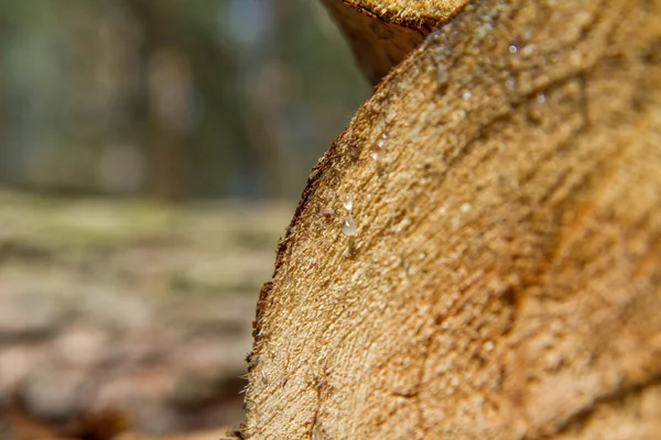 Срубить ствол дерева — стоковое фото