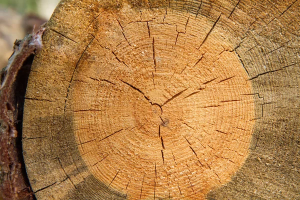 Corte o tronco da árvore — Fotografia de Stock