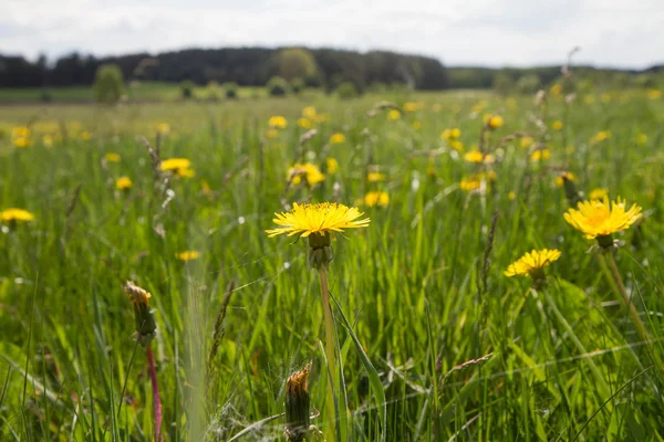 Dandelion flowers blooming Stock Picture