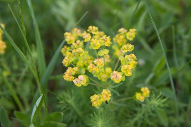 Selvi spurge yakın çekim
