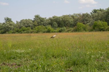 Çayırdaki beyaz leylek