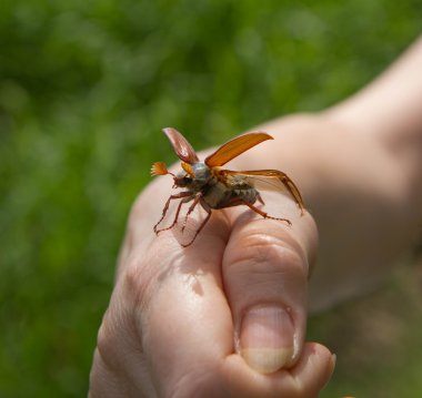 Cockchafer yakın bir yukarı bir yandan