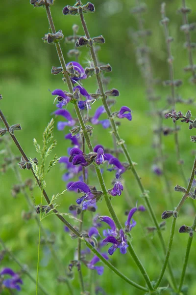 Salvia Prato Che Fiorisce Prato — Foto Stock