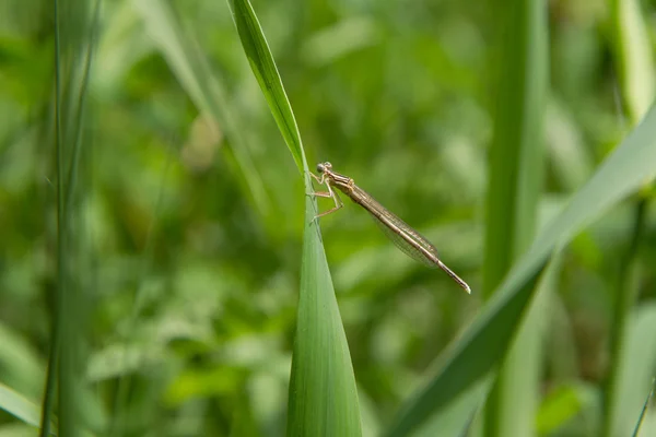 Dragonfly Clouse Nahoru — Stock fotografie