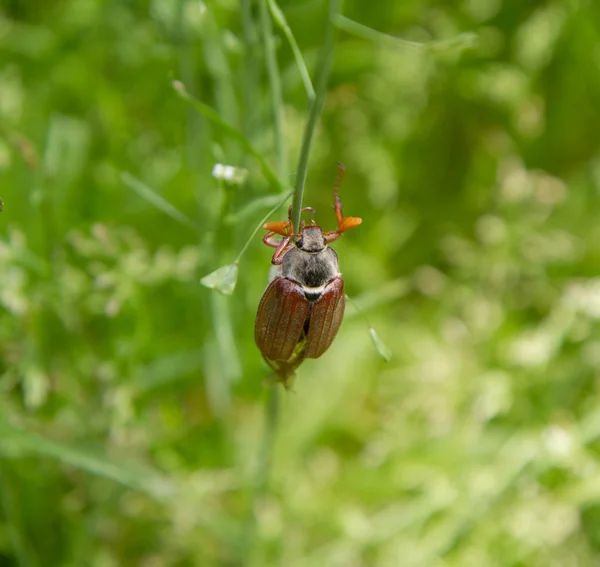 Cockchafer Close — Fotografia de Stock