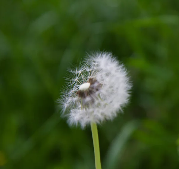 蒲公英的吹球 — 图库照片