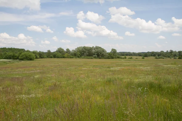 Landskap Äng Sommardag — Stockfoto