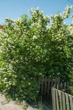 Bir bahçede çiçek açan yasemin