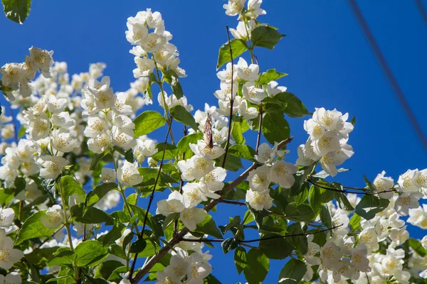 Jasmin Blommar Trädgård — Stockfoto