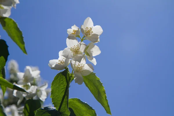 花园里的茉莉花盛开 — 图库照片