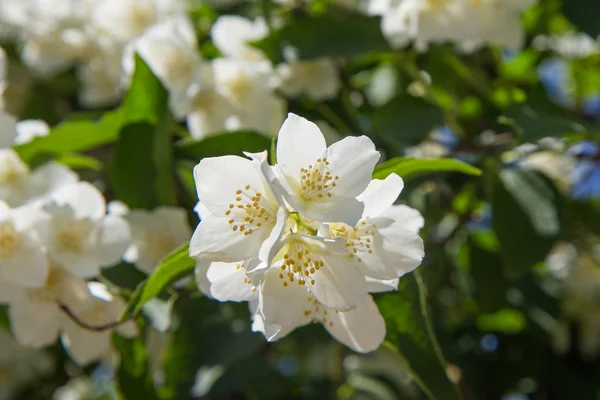 Jasmin Blüht Einem Garten — Stockfoto