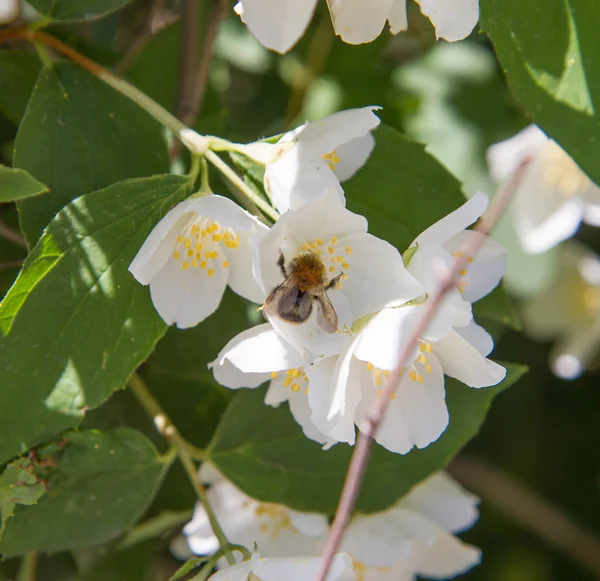 Bumblebee Fiori Gelsomino — Foto Stock