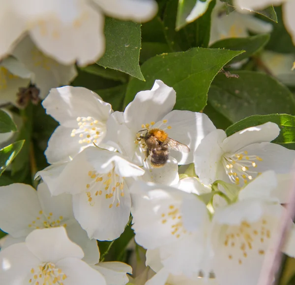 Bumblebee Fiori Gelsomino — Foto Stock