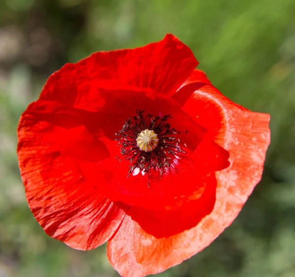 Poppy Bloeien Een Weiland — Stockfoto