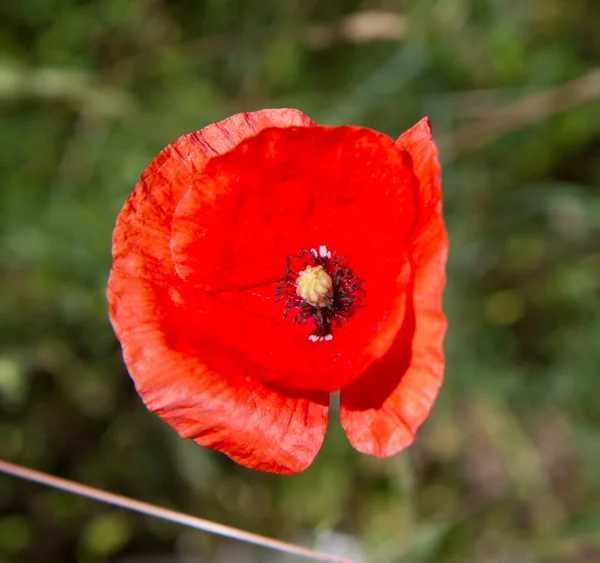 Poppy Fleurissant Dans Une Prairie — Photo