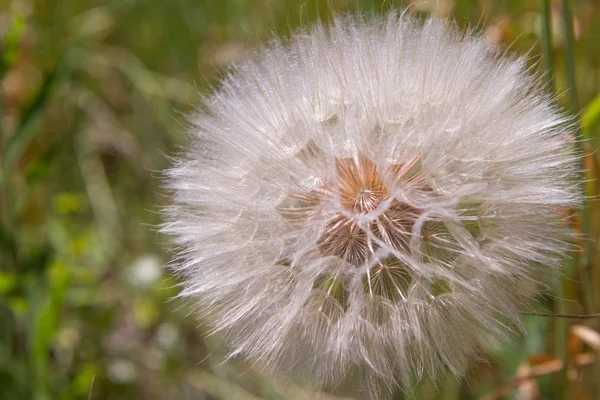 Bola Soplada Del Diente León —  Fotos de Stock