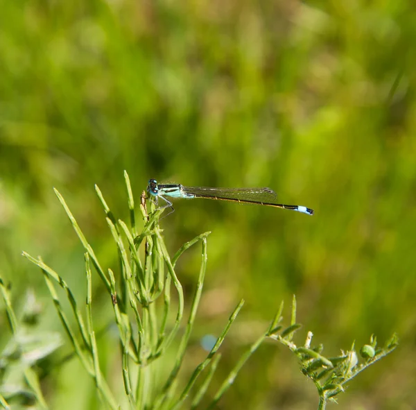 Blauwe Libel Een Clouse Omhoog — Stockfoto