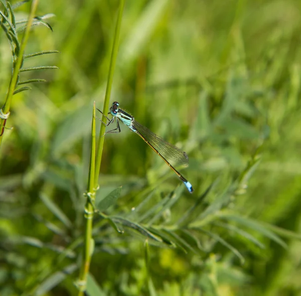 Dragonfly Azul Uma Garra Para Cima — Fotografia de Stock