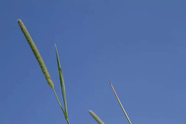 Reed Che Cresce Lungolago Contro Cielo Azzurro — Foto Stock