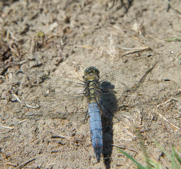 Blue Dragonfly Clouse — Stock Photo, Image