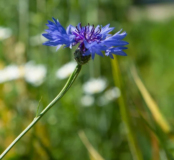 Fiordaliso Che Fiorisce Prato — Foto Stock