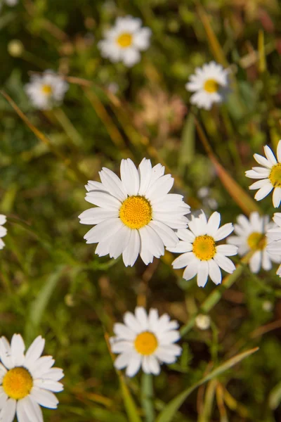 Fiori Camomilla Prato — Foto Stock