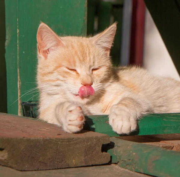 Gatto Rosso Con Lingua Fuori — Foto Stock