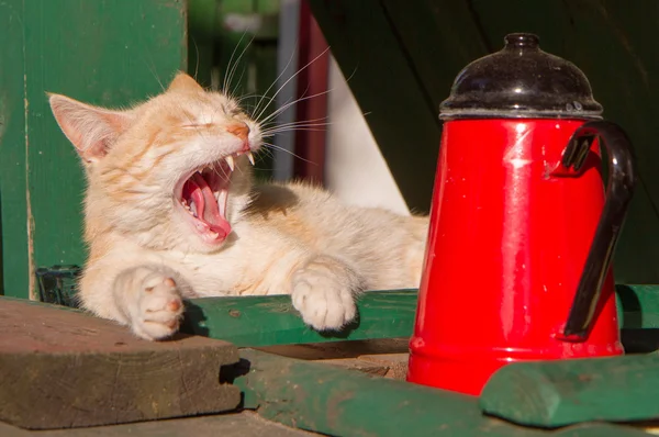 Gato Vermelho Bocejando — Fotografia de Stock