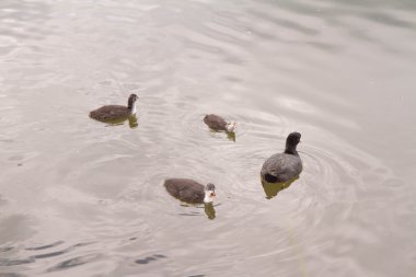 Anneleri bir Gölü ile batağan kuş