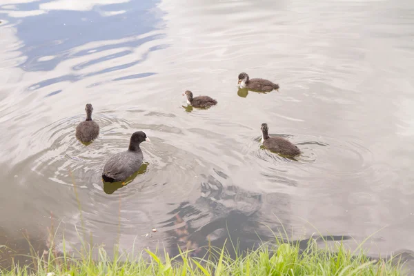 Baby Fuut Vogels Met Hun Moeder Een Meer — Stockfoto