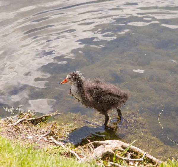 Bambino Grebe Lago — Foto Stock