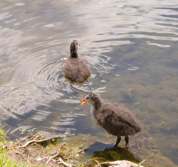 Baby Grebes Lake — Stock Photo, Image