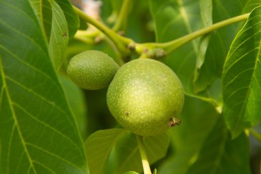 Büyüme ortak ceviz