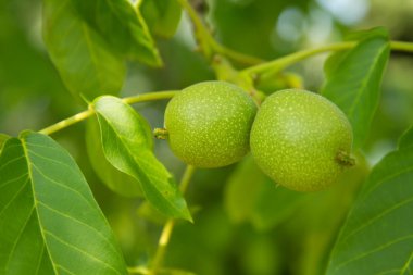 Büyüme ortak ceviz