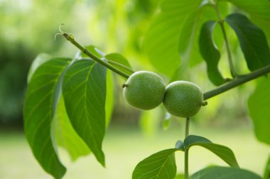 Büyüme ortak ceviz