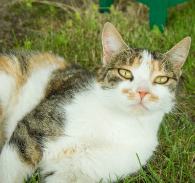 Renkli bir kedi uyku