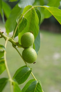 Büyüme ortak ceviz